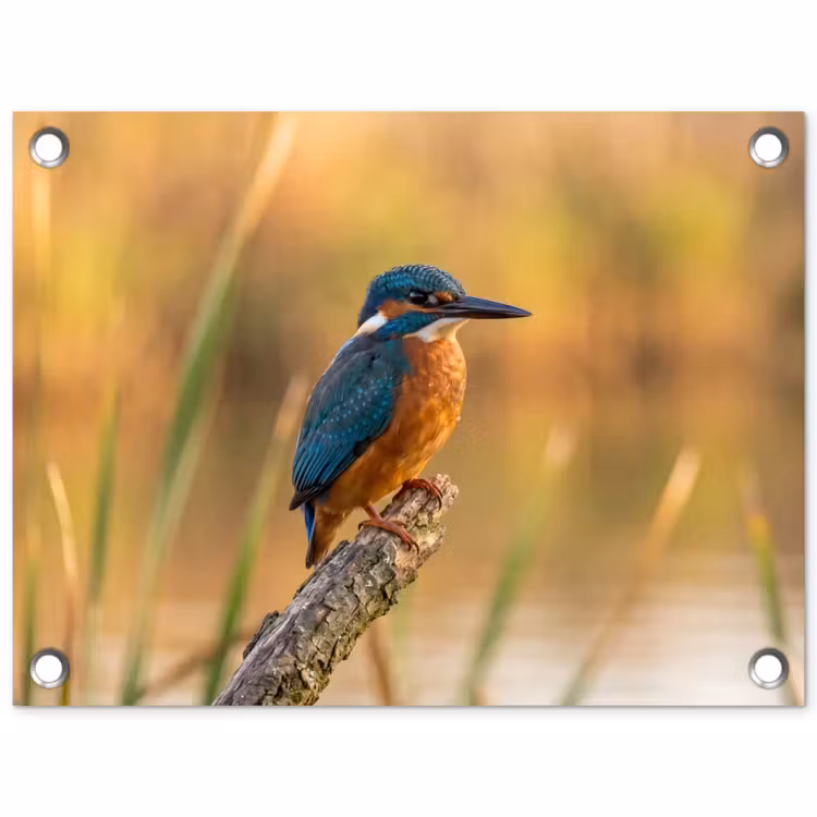 Tuinposter - IJsvogel - Tak - Water - Kleurrijk - Levendig — 1