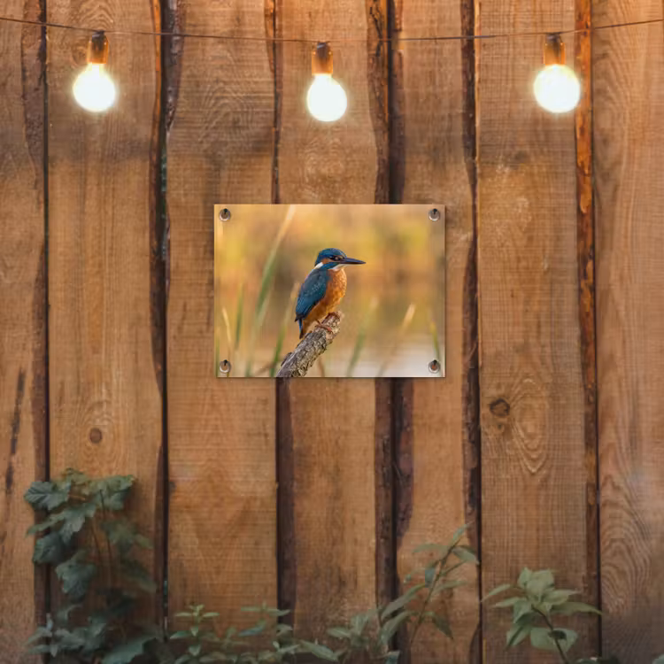 Tuinposter - IJsvogel - Tak - Water - Kleurrijk - Levendig — 2