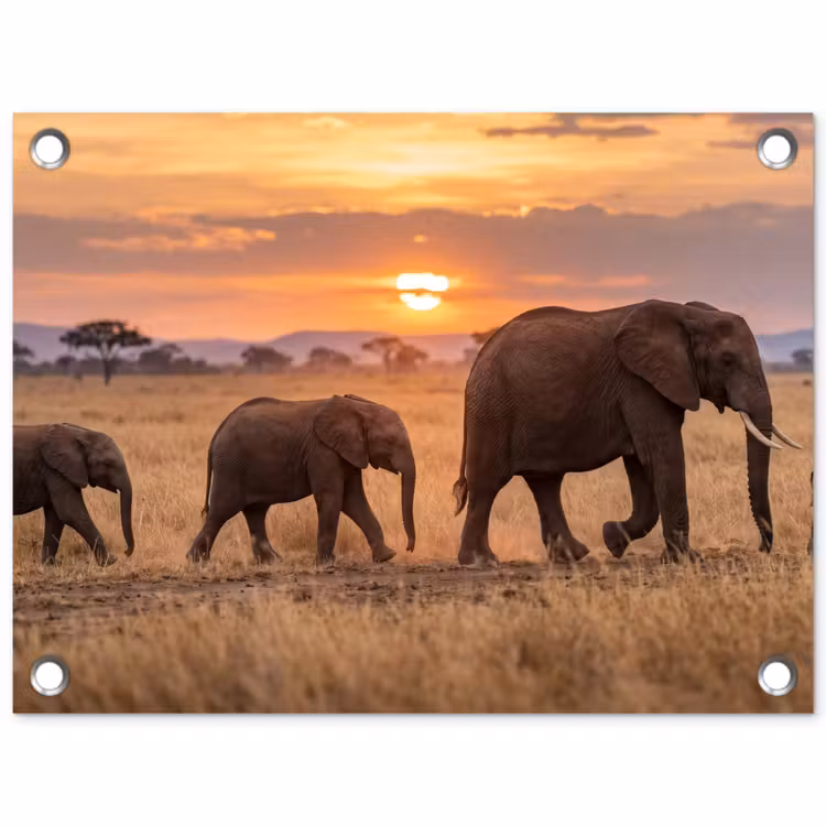 Tuinposter - Olifanten - Savanne - Zonsondergang - Afrika - Warm — 1