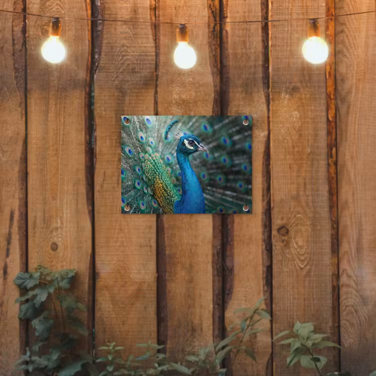 Tuinposter - Pauw - Veren - Blauw — 2