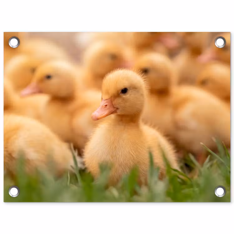 Tuinposter - Pijltje - Eend - Natuur - Geel — 1