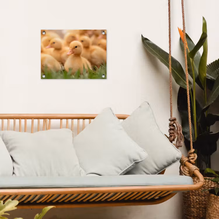 Tuinposter - Pijltje - Eend - Natuur - Geel — 5