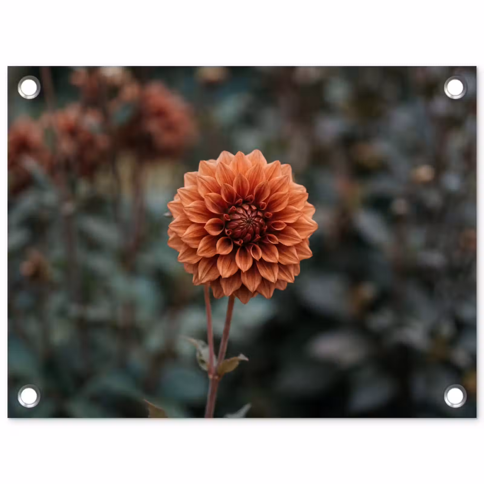 Tuinposter - Dahlia - Bloem - Natuur - Sfeervol — 1