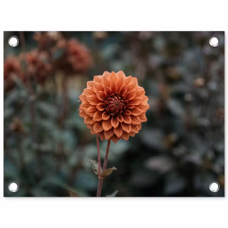 Tuinposter - Dahlia - Bloem - Natuur - Sfeervol — 1