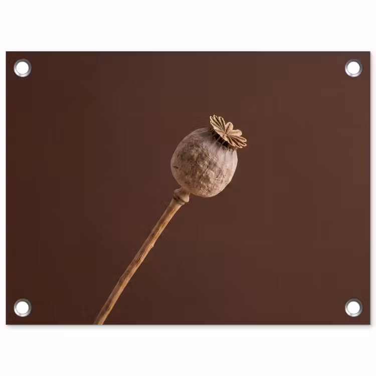 Tuinposter - Papaverbol - Droogbloem - Bruin - Minimalistisch — 1