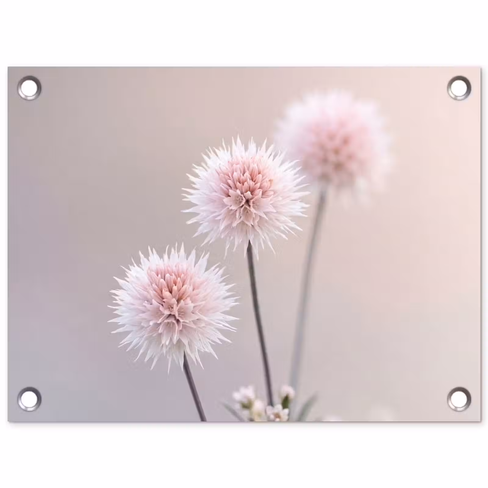 Tuinposter - Bloemen - Bollen - Roze — 1