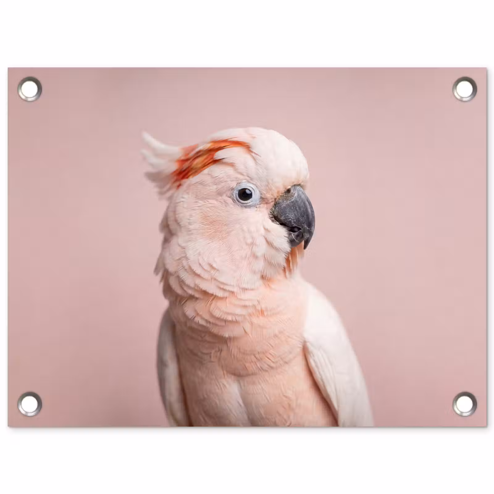 Tuinposter - Kaketoe - Portret - Roze — 1