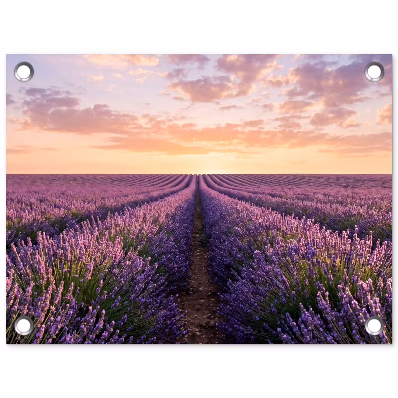 Tuinposter - Landschap - Lavendelveld - Paars — 1