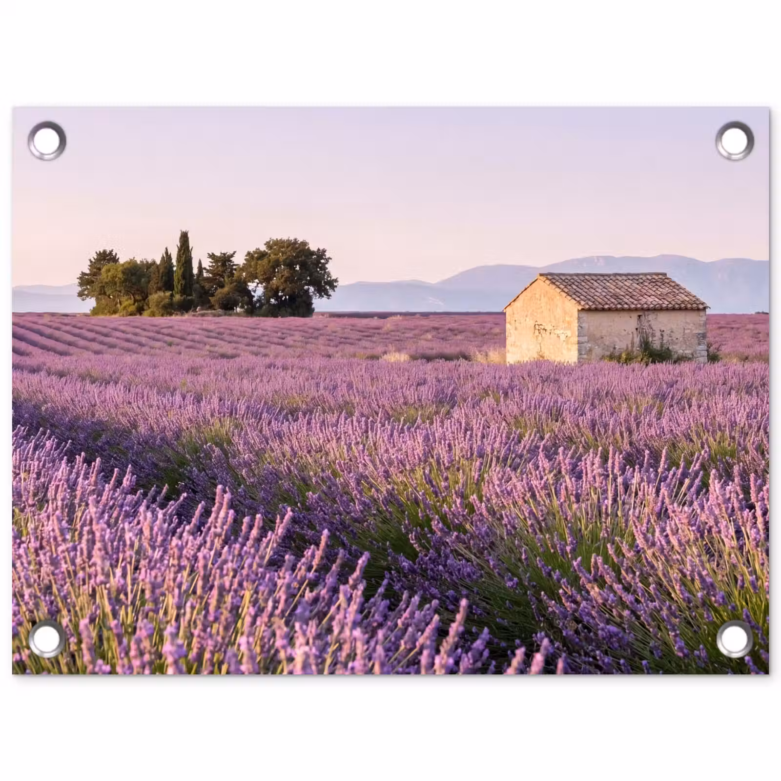 Tuinposter - Lavendel - Landschap - Sereen - Paars — 1
