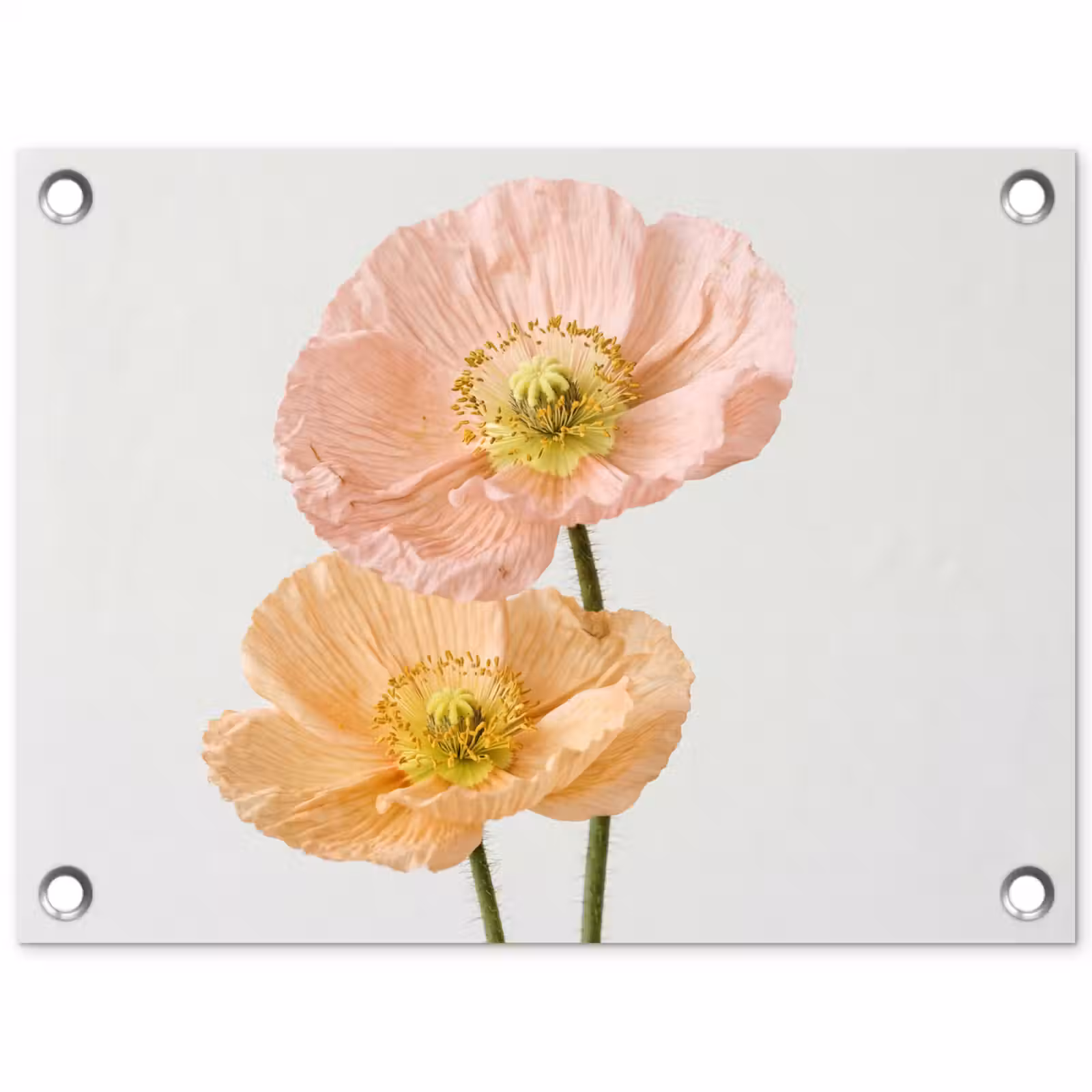 Tuinposter - Papavers - Botanisch - Roze — 1