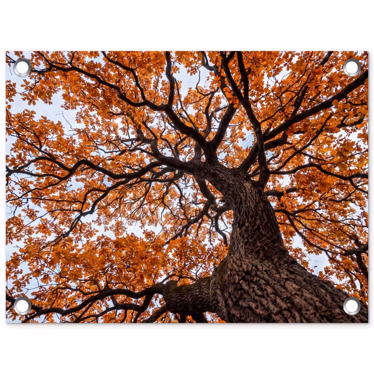 Tuinposter - Boom - Bladerdak - Herfst - Oranje - Sfeervol — 1