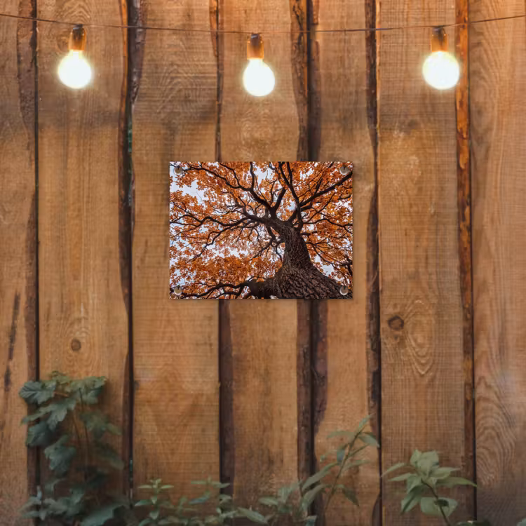 Tuinposter - Boom - Bladerdak - Herfst - Oranje - Sfeervol — 2