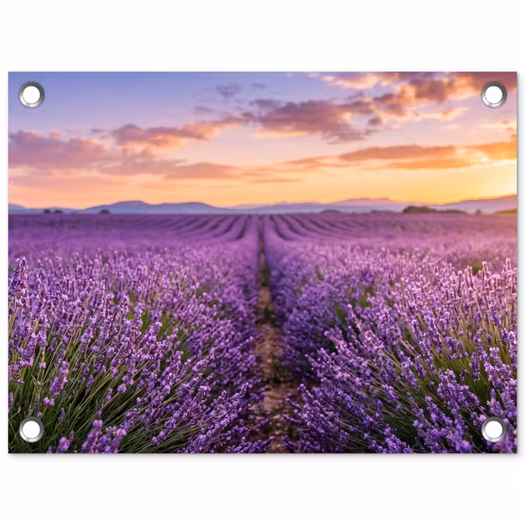 Tuinposter - Lavendel - Veld - Natuur - Paars — 1