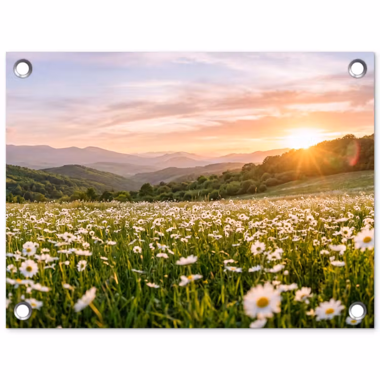 Tuinposter - Madelief - Veld - Heuvels - Groen — 1