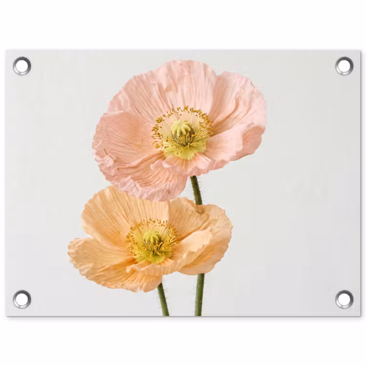 Tuinposter - Papavers - Botanisch - Roze — 1