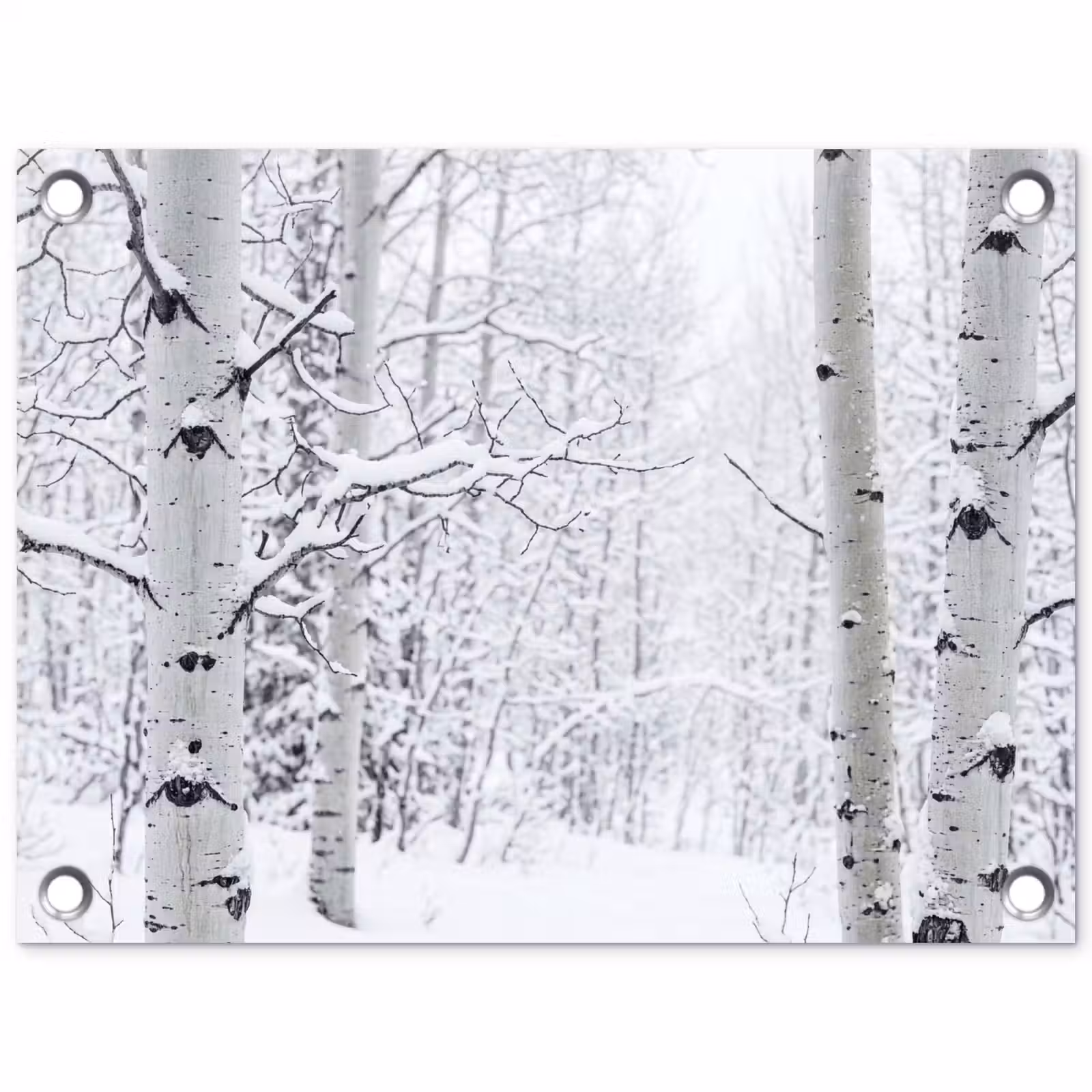 Tuinposter - Berkenbomen - Sneeuw - Winter - Bos - Wit — 1