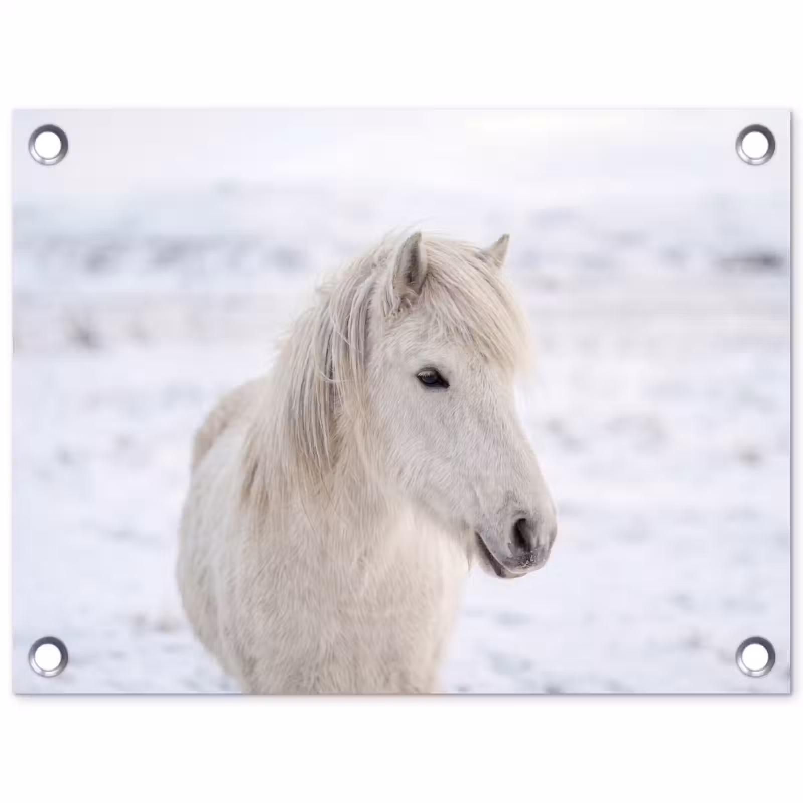 Tuinposter - Paard - Kop - Winter - Dieren - Wit — 1