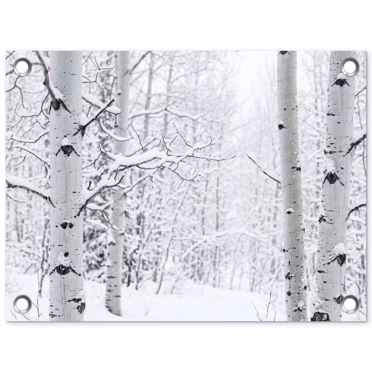 Tuinposter - Berkenbomen - Sneeuw - Winter - Bos - Wit — 1