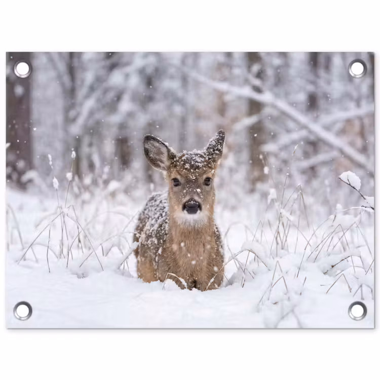 Tuinposter - Hert - Sneeuw - Bos - Dieren - Vertederend — 1