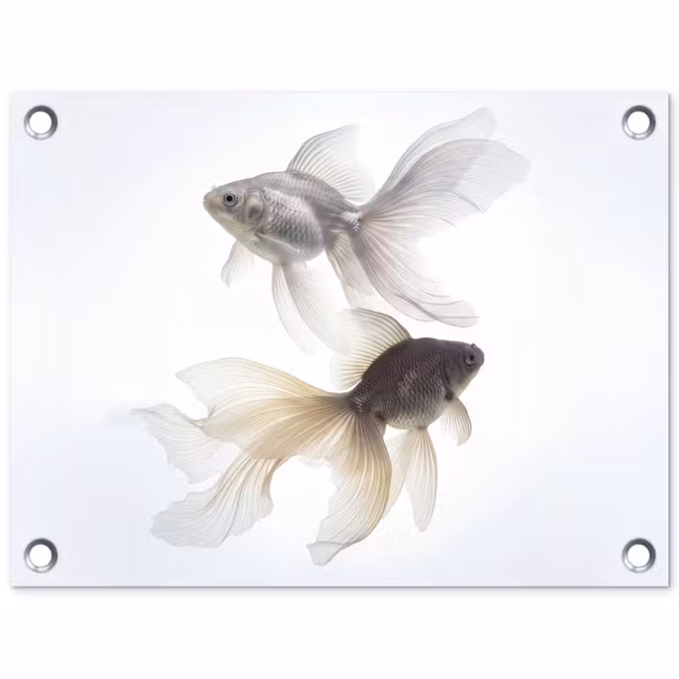 Tuinposter - Goudvissen - Modern - Wit — 1