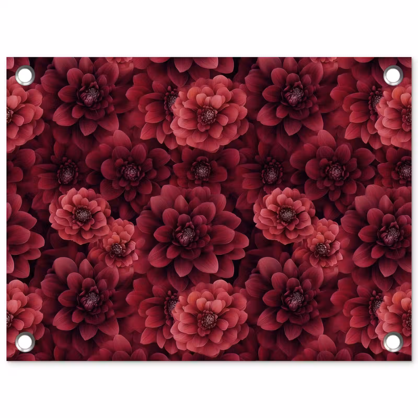 Tuinposter - Dahlias - Bloemen - Rood — 1