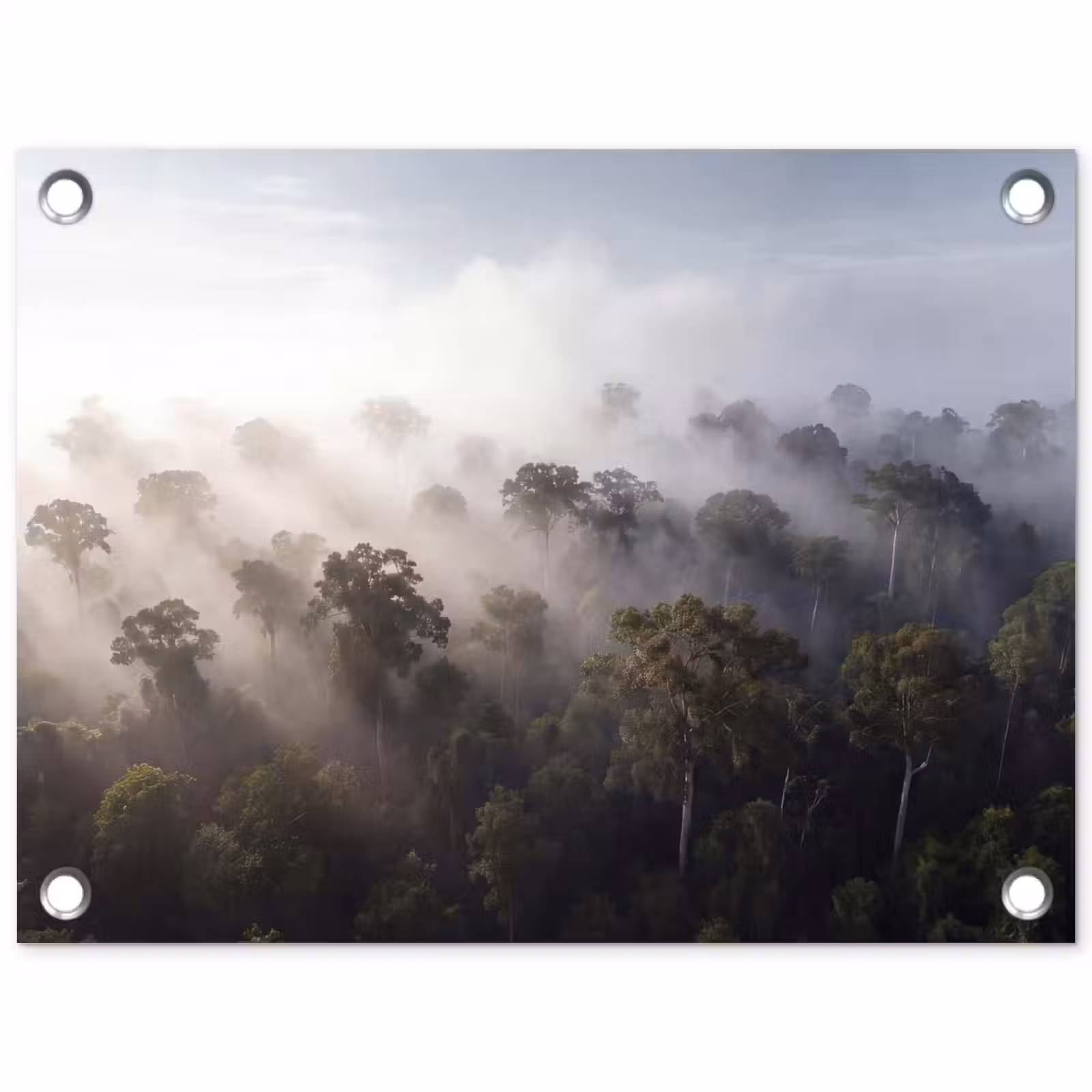 Tuinposter - Bos - Mist - Natuur - Groen — 1