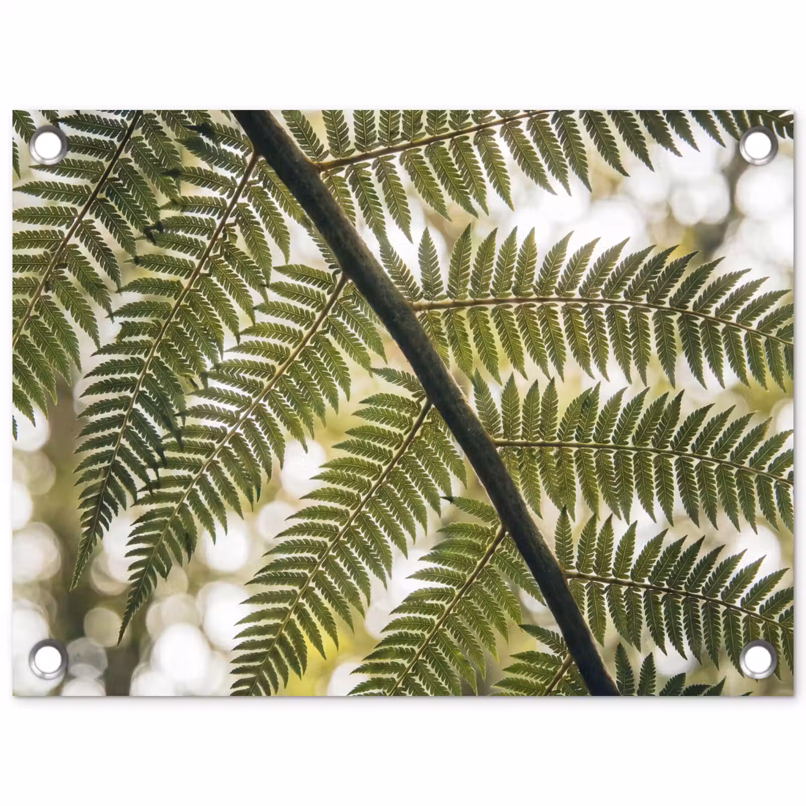 Tuinposter - Plant - Blad - Natuur - Groen - Detail — 1