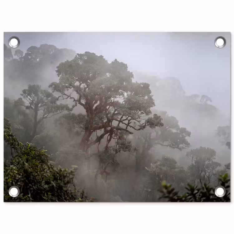 Tuinposter - Boom - Mistig - Bos - Groen - Natuur — 1