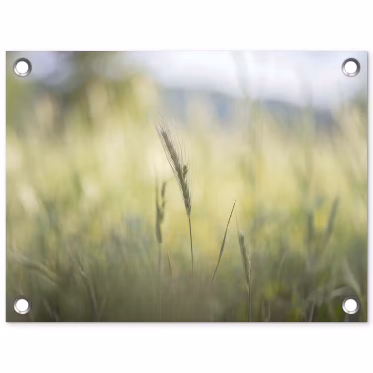 Tuinposter - Graan - Aar - Natuur - Groen - Detail — 1