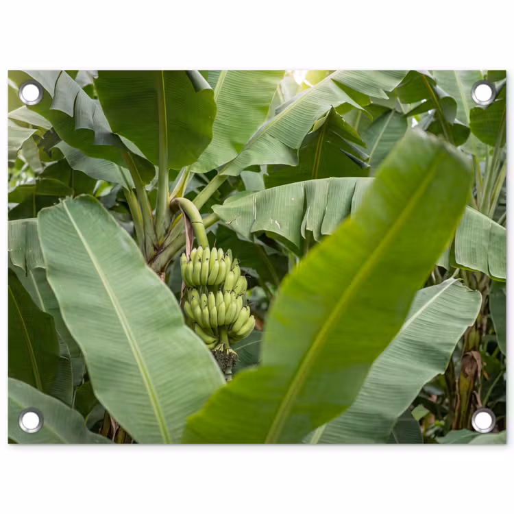 Tuinposter - Eten - Bananen - Plantage - Groen — 1
