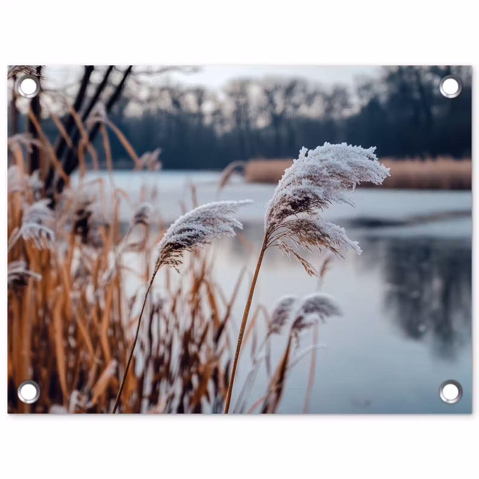 Tuinposter - Riet - Gras - Natuur - Winter - Meer — 1