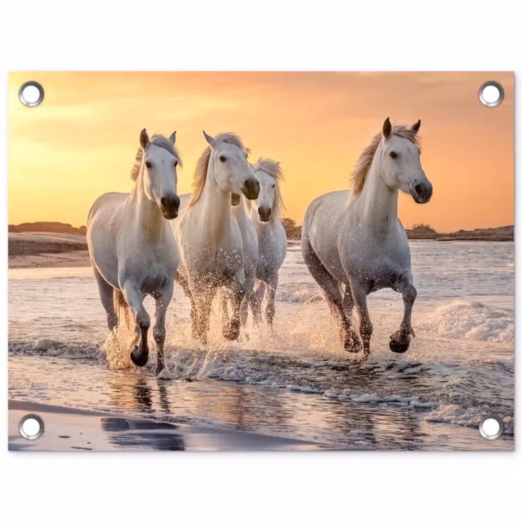 Tuinposter - Witte paarden galopperen langs de kust — 1