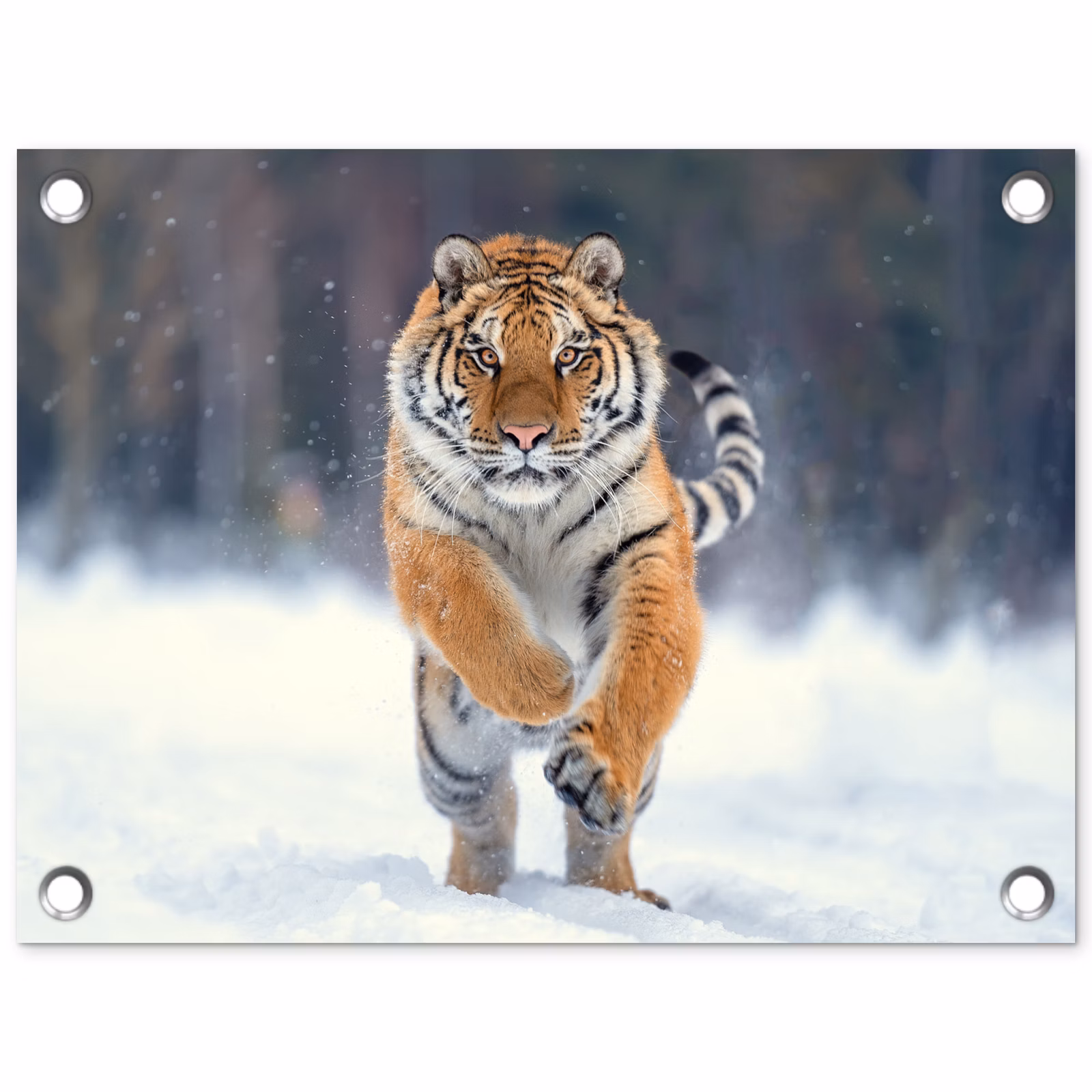 Tuinposter - Tijger rennend door de sneeuw — 1