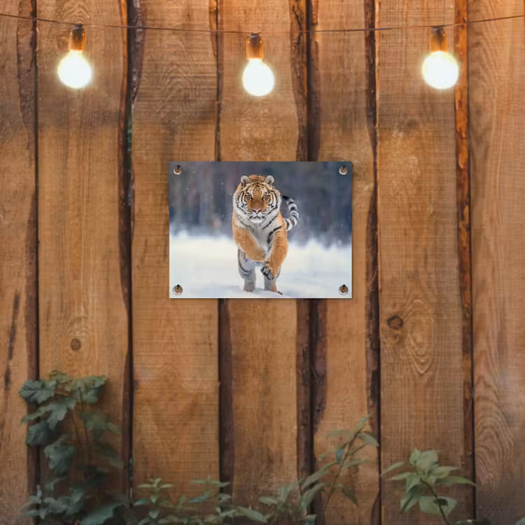 Tuinposter - Tijger - Landschap - Sneeuw - Winter - Dieren — 2
