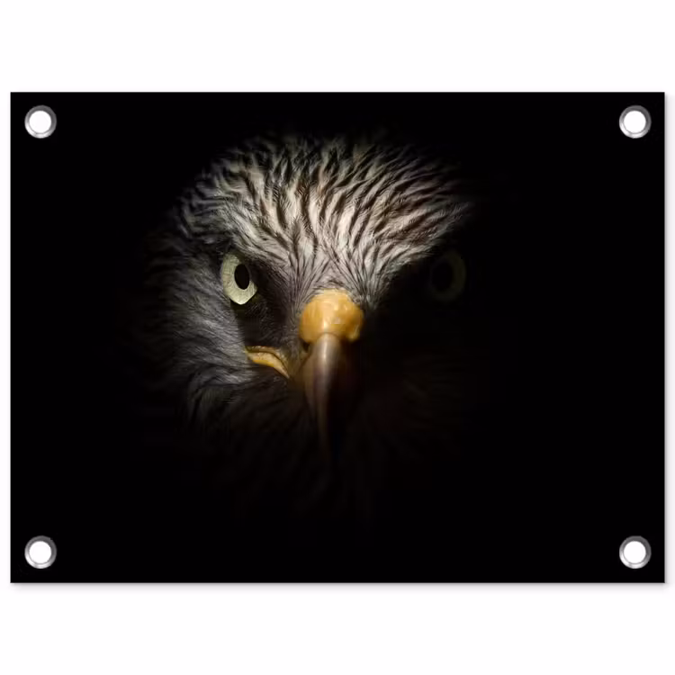 Tuinposter - Vogel - Adelaar - Roofvogels - Oog - Snavel - Licht — 1