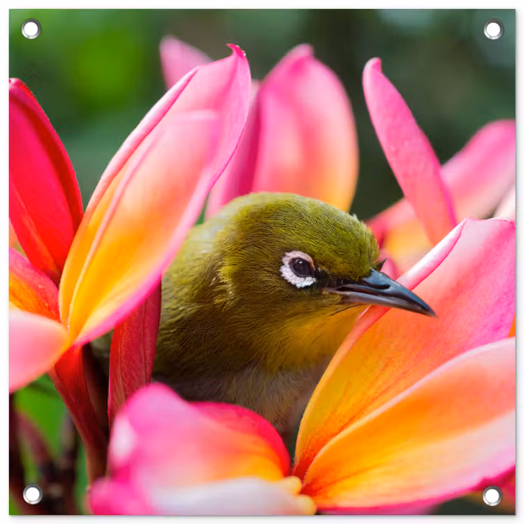 Tuinposter - Tropische vogel tussen roze bloem — 1