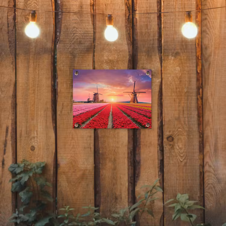 Tuinposter - Tulpenvelden met windmolens bij zonsondergang — 2