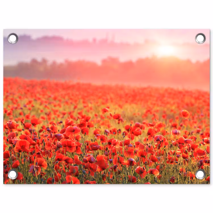 Tuinposter - Rode klaprozen in de ochtendzon — 1