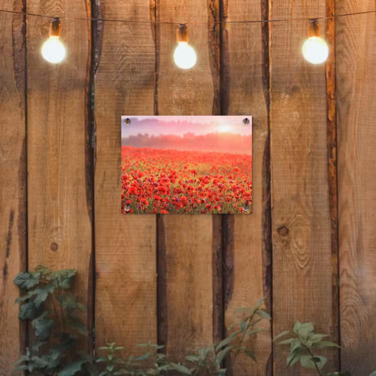 Tuinposter - Rode klaprozen in de ochtendzon — 2