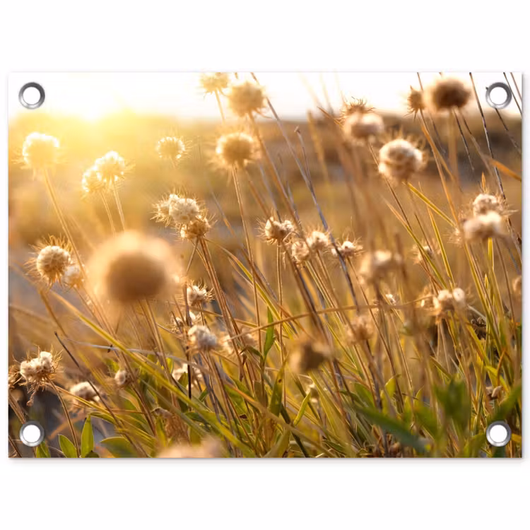 Tuinposter - Verlichte zaadhoofden in de avondzon — 1