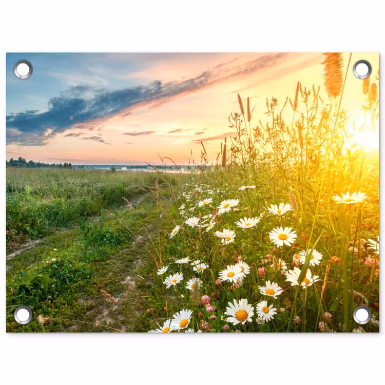 Tuinposter - Wilde bloemen in de ochtendzon — 1