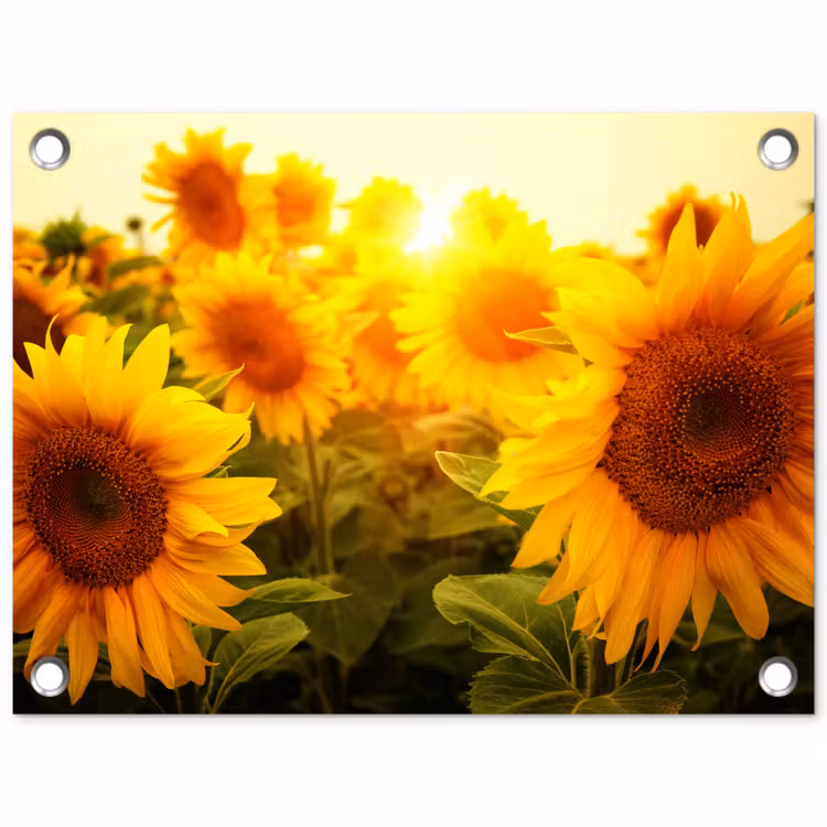 Tuinposter - Zonnebloemen in het zonlicht — 1