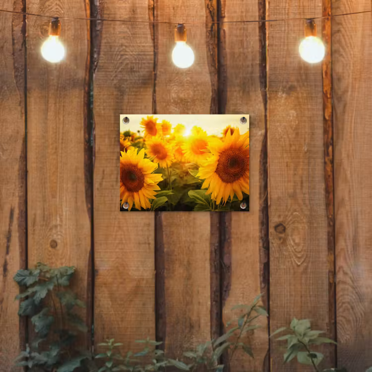 Tuinposter - Zonnebloemen in het zonlicht — 2