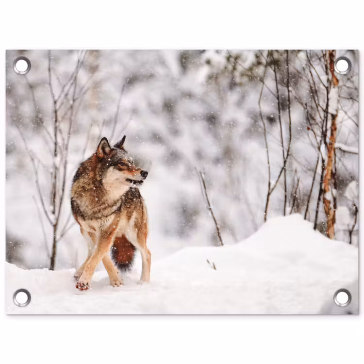 Tuinposter - Wolf - Winter - Sneeuw - Natuur - Dieren — 1