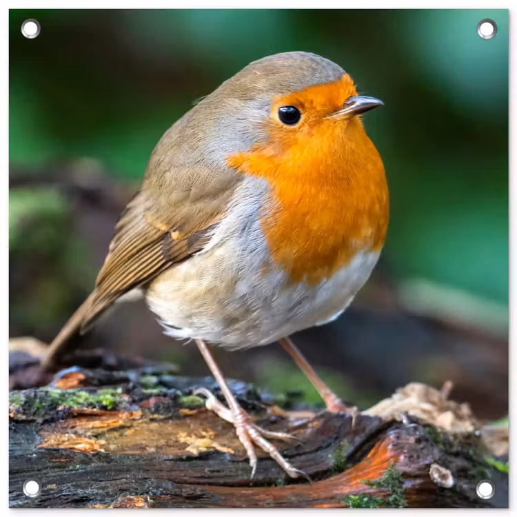Tuinposter - Roodborstje op een Boomstam — 1