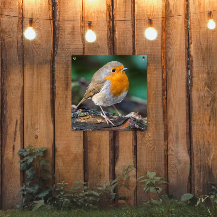 Tuinposter - Roodborstje op een Boomstam — 2