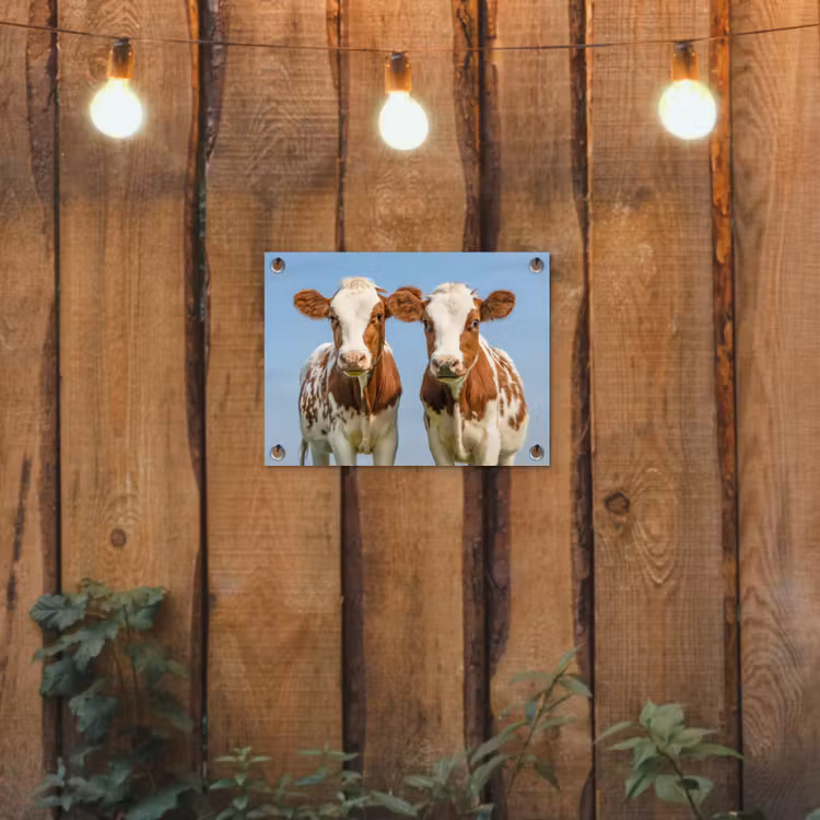 Tuinposter - Twee kalveren in de weide — 2