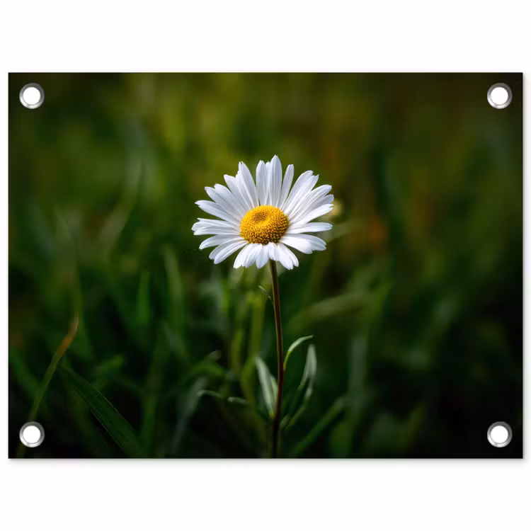 Tuinposter - Wit - Madeliefje - Bloem - Gras — 1