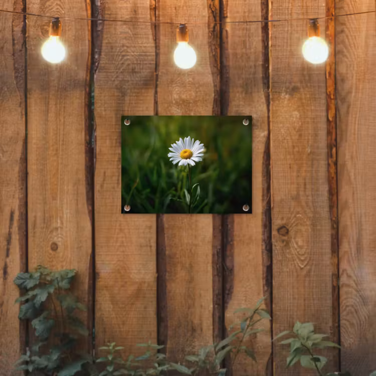 Tuinposter - Wit - Madeliefje - Bloem - Gras — 2