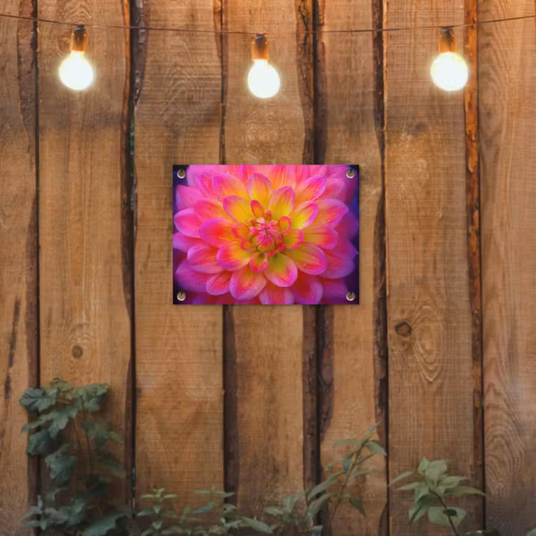 Tuinposter - Roze - Dahlia - Kleurrijk — 2